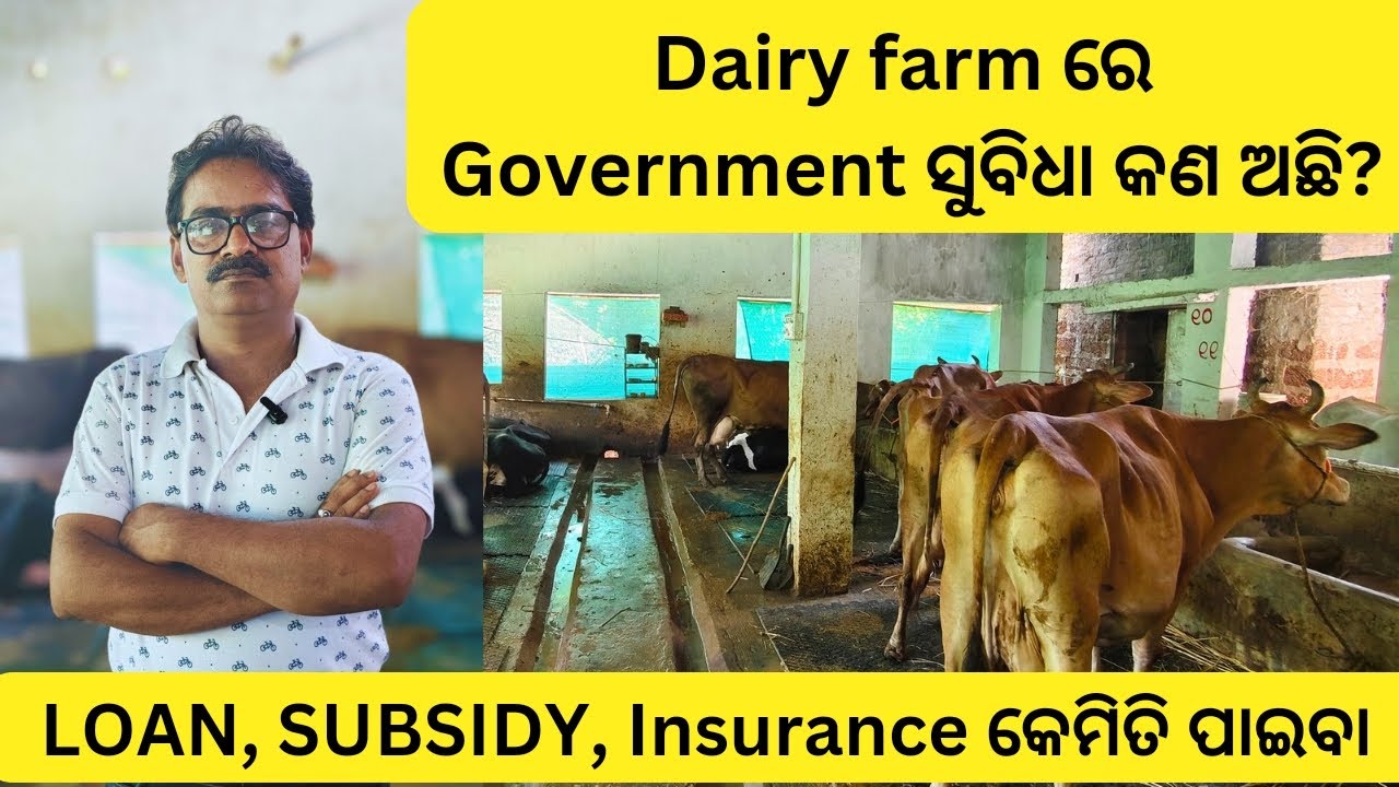 Dairy Farm ରେ Loan, Govt. Subsidy, insurance କେମିତି ପାଇବା? Detail Discussion/ Dairy Farm in odisha