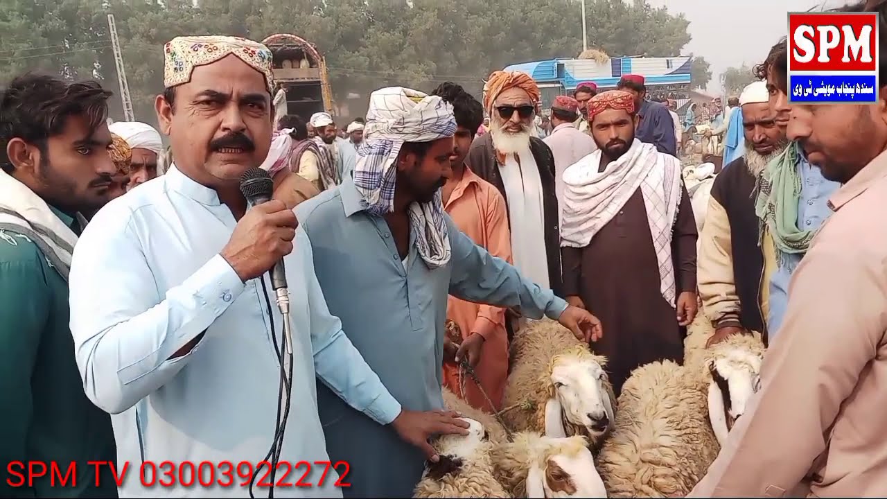 Sindh's beautiful goat in very cheap price | kashmore Sindh me behtareen bakriyan saste rate par
