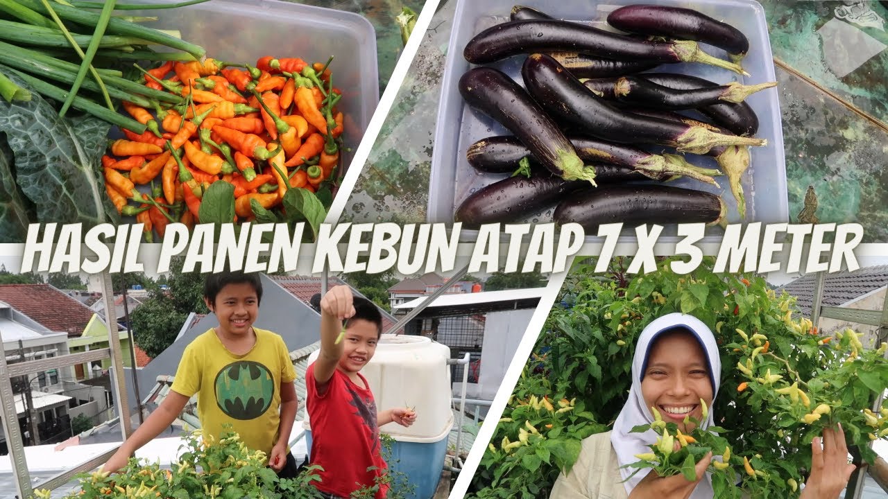 Ep.198 Full panen sayuran organik sampai puas !