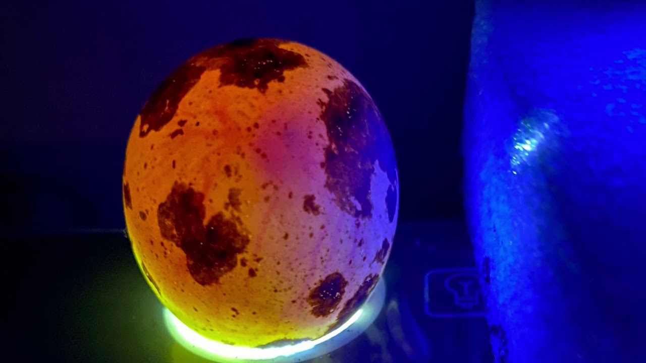 Candling and Hatching quail eggs