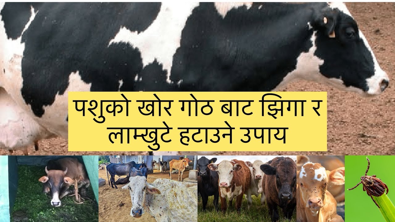 पशुको खोर गोठ बाट झिगा र लाम्खुटे हटाउने उपाय #drbhat #krishi #nepal