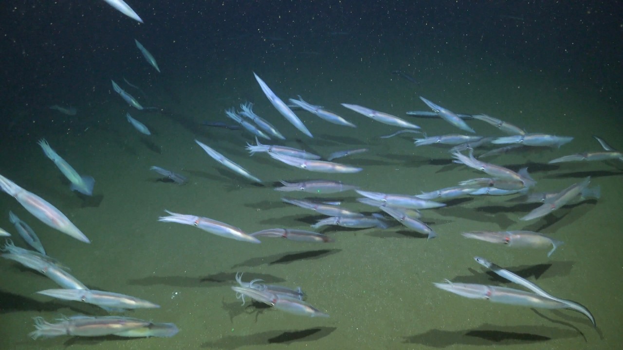Cooperation is Essential | Visualizing the Deep Off Uruguay