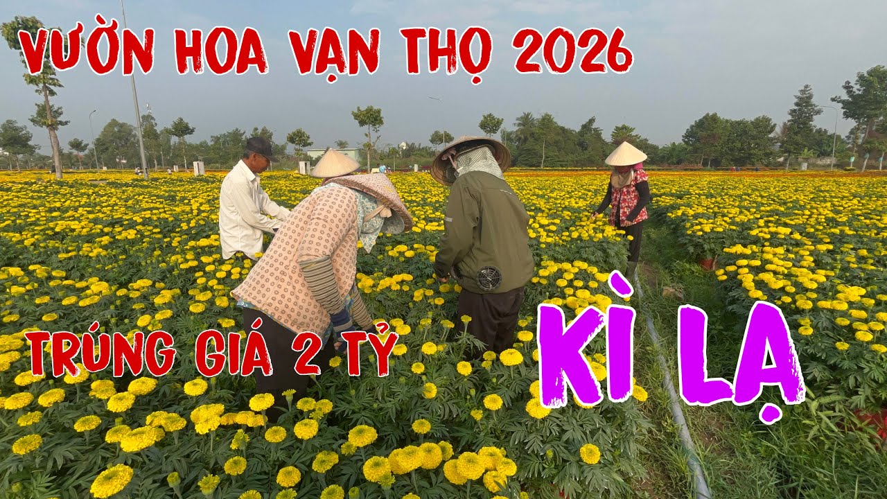 Vỡ Trận Làng Bông Vạn Thọ Thủ Thừa Long An Trúng Giá Bông Nở Kịp Tết 2026