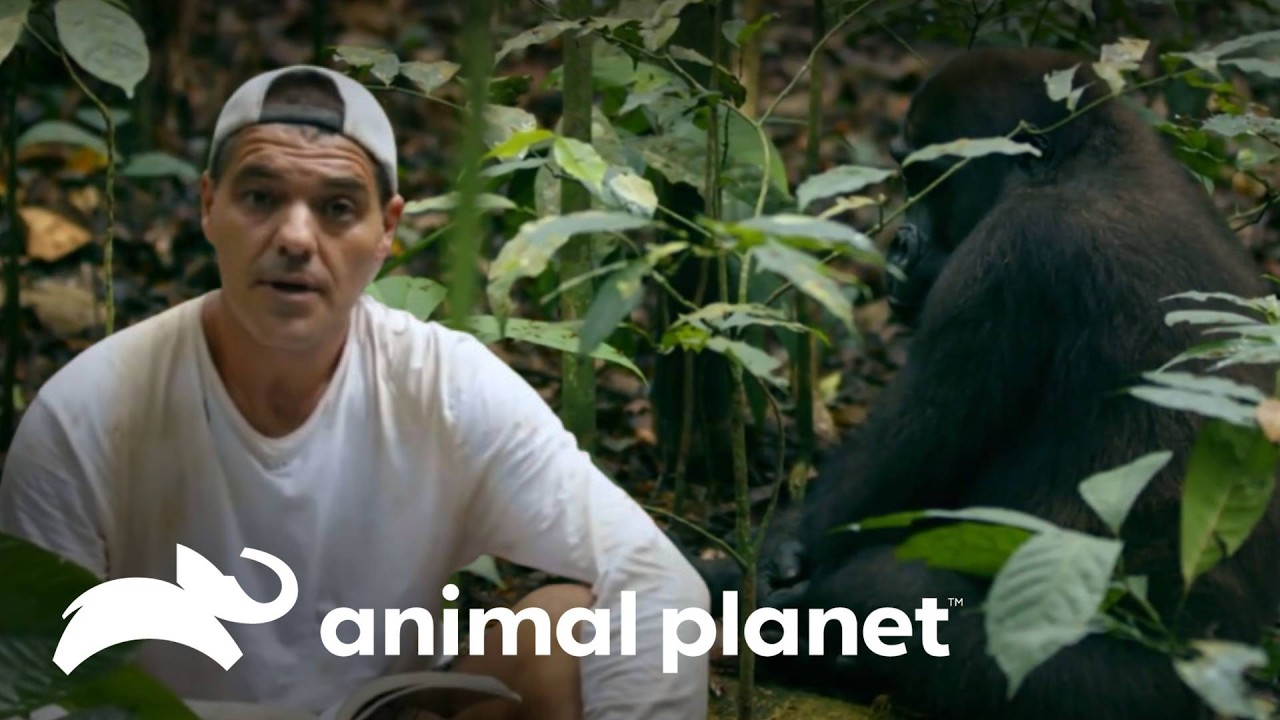 Frank observa la intimidad de los gorilas | Wild Frank: Gorilas | Animal Planet Latinoamérica