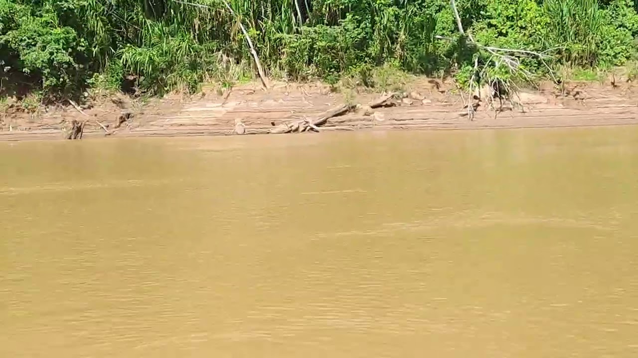 Boat ride on river Beni through Madidi NP Bolivia