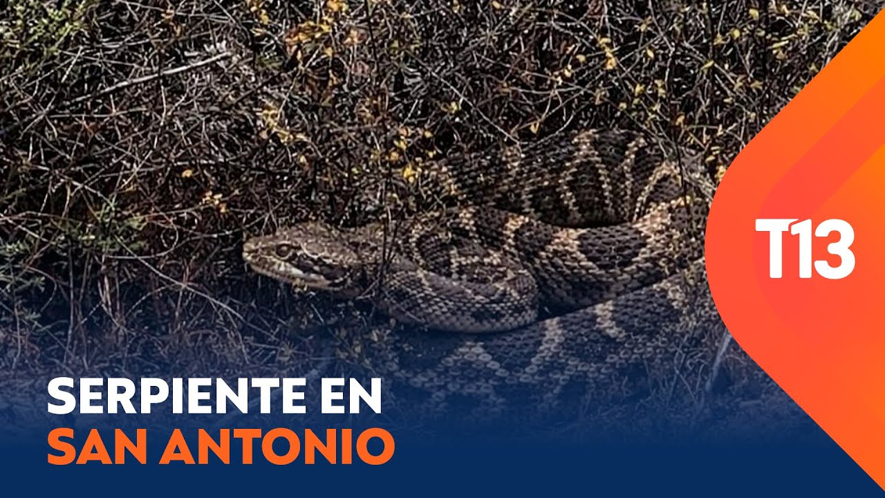Intensa búsqueda de serpiente de cascabel en San Antonio