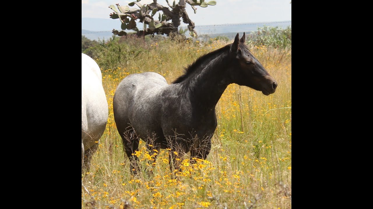 Los Mejores Caballos Nativos De México En Un Vistazo