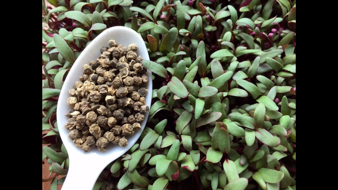 How to Grow Microgreens - Beet Microgreens