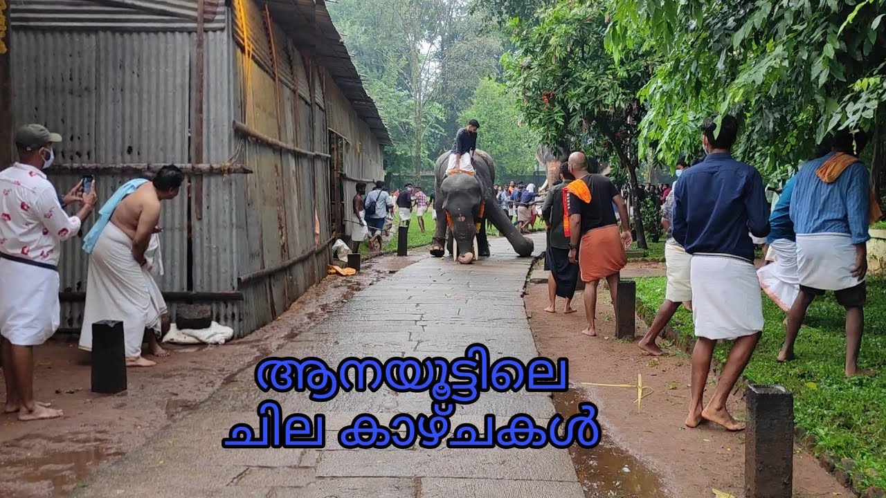 രാജാവിൻ്റെയും പ്രജകളുടെയും വരവ്  Vadakkumnathan Aanayoott 2022 Thechikottukavu Ramachandran Elephant