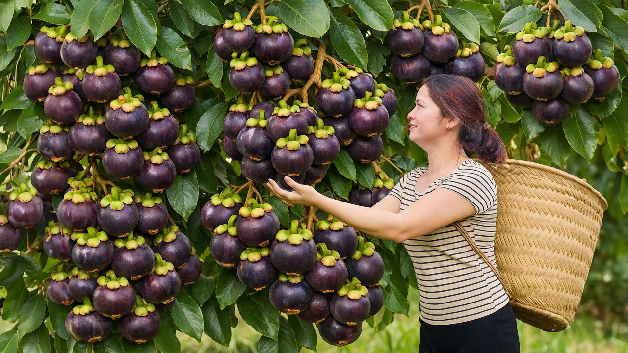 Harvesting GIANT Tropical Mangosteen & Go To Market Sell | So Rare It Shocked the Market