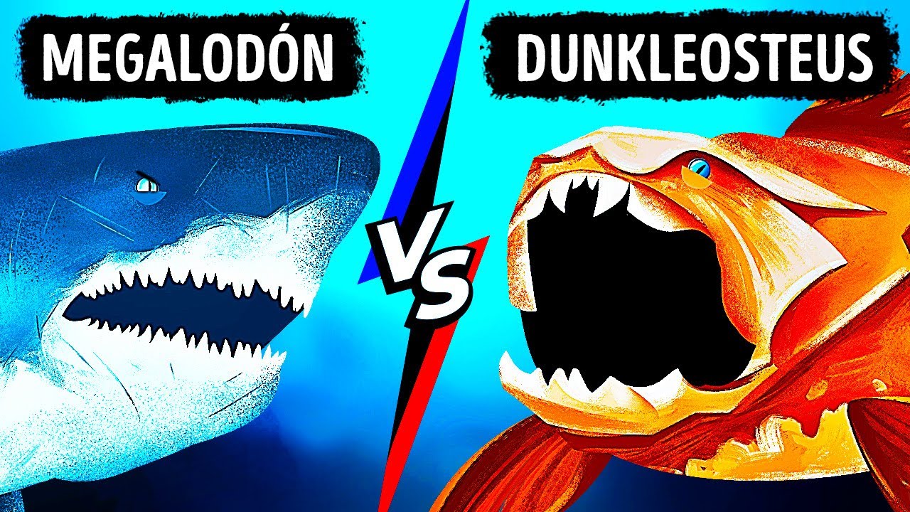 ¿Qué pasaría si el megalodón se enfrenta con el pez con la mordida más fuerte de todos los tiempos?