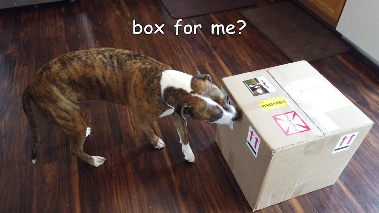Muki's Box Opening MyPetCarnivore.com