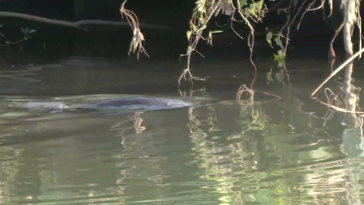 新加坡野生水獭_ City In Nature_ Singapore_ Smooth-coated Otters_ Sungei Ulu Pandan_ 22 February 2026 8.04am