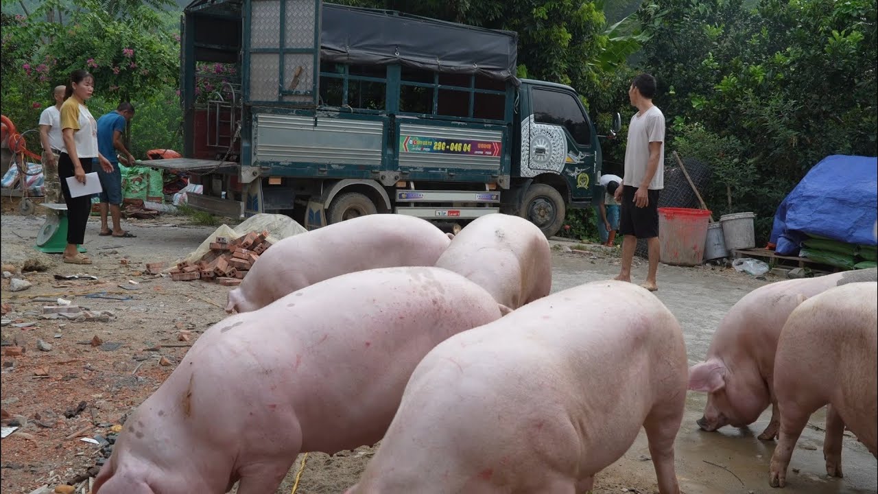 The giant fat pigs are sold to traders at cheap prices. ( Ep 383 )