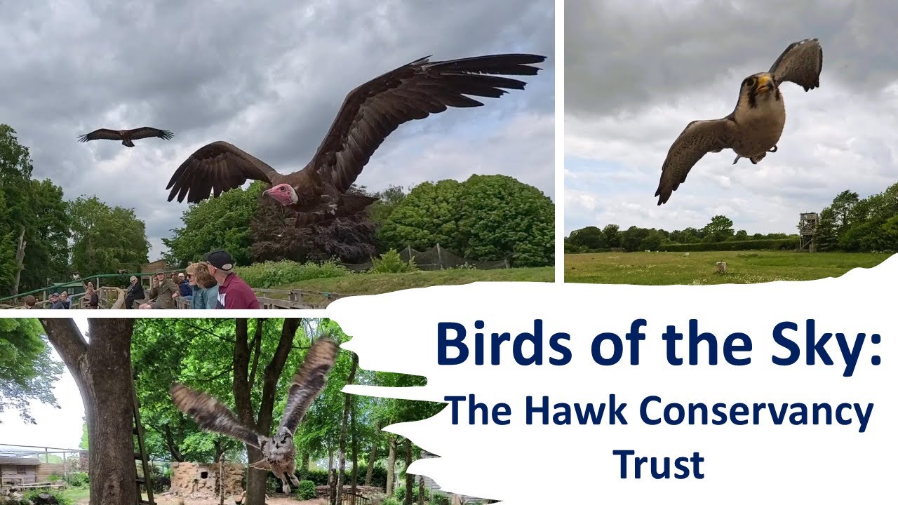 Birds of the Sky: The Hawk Conservancy Trust WATCH IN 4K!