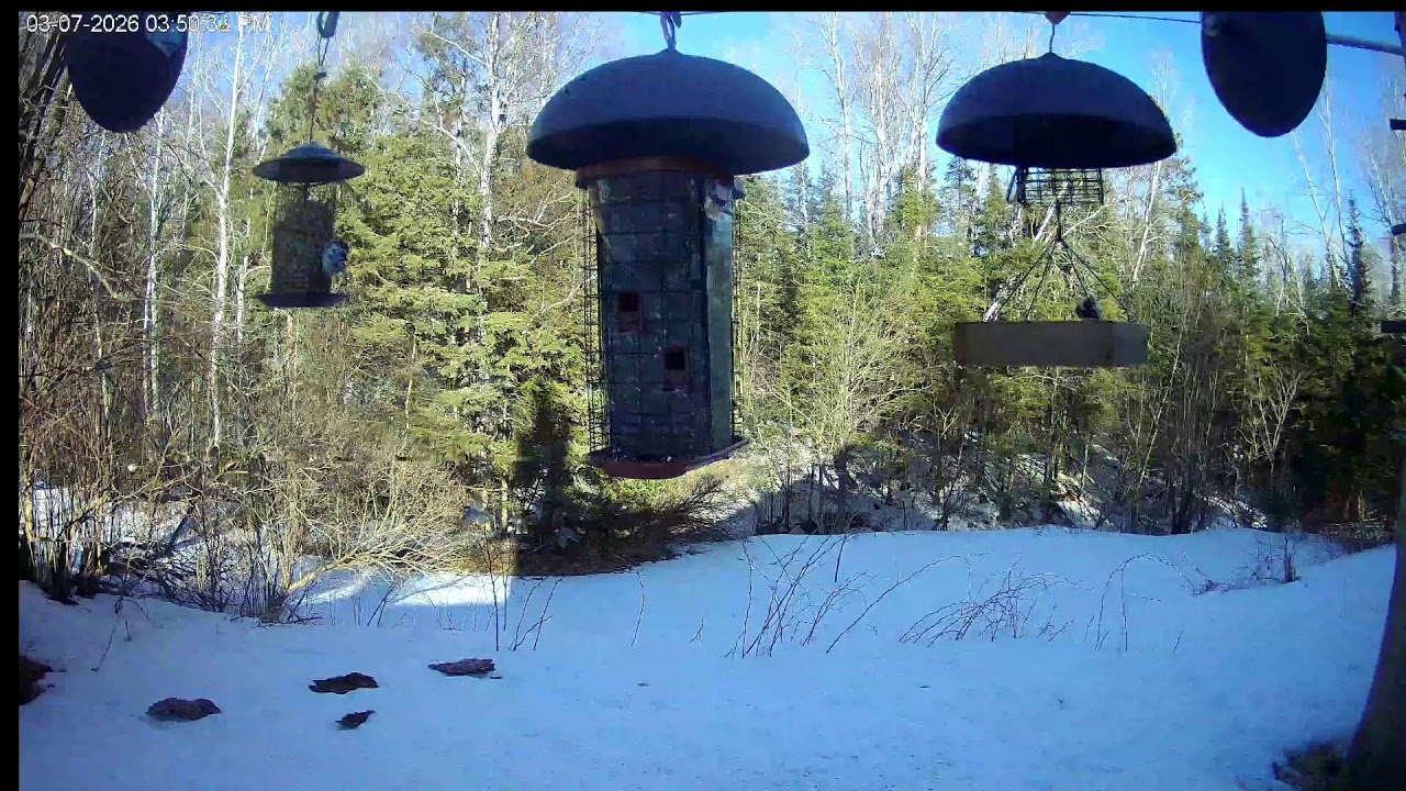 Bird Feeder Cam