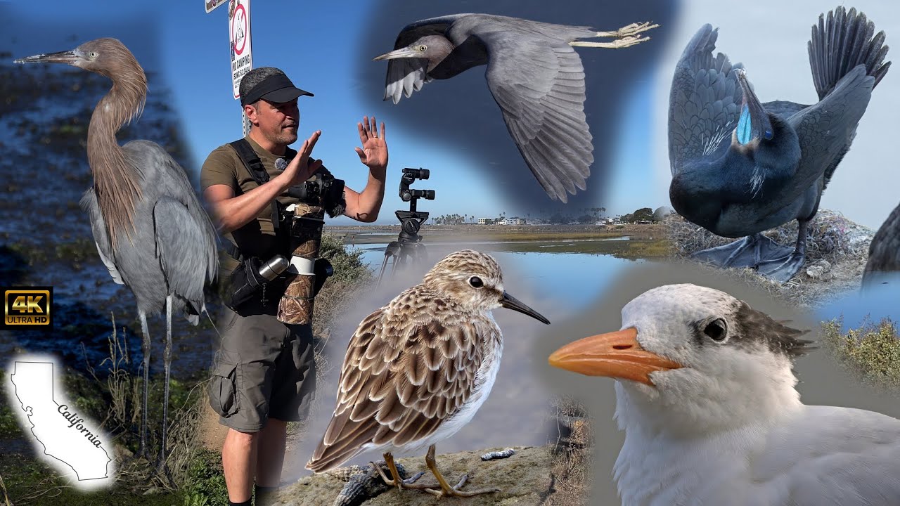 Захватывающее зрелище морских птиц в Ла-Хойе. Я никогда не видел столько птиц. Наблюдение за птиц...