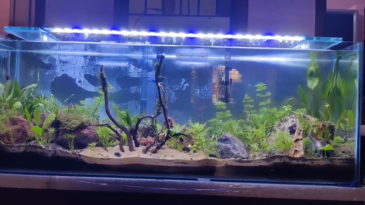 planted tank aquarium beginner in Tamil☘️🐠🌿🍃