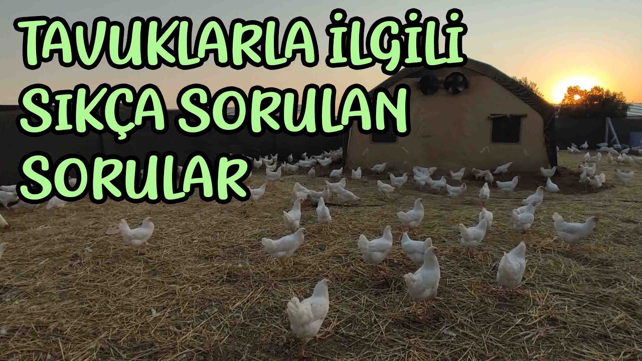 1 Aylık Tinted Tavuk Tecrübelerimiz | Tavukların Yumurtlaması | Çadır ve Tavuk Maliyetleri | Bakımı