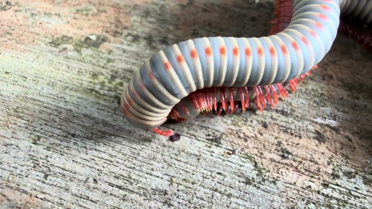 Millipedes in courship