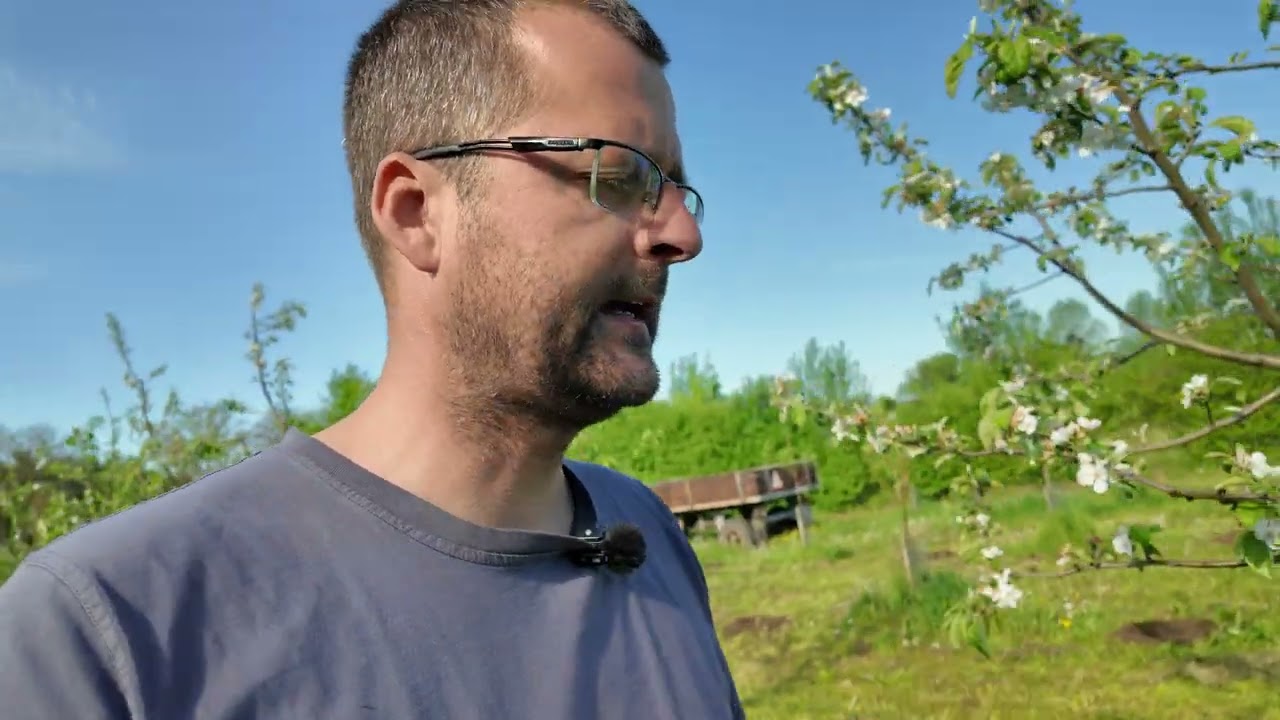 🎥 Proč sázím muchovník? | Superovoce do každé zahrady 💪🍇  Radkův sad