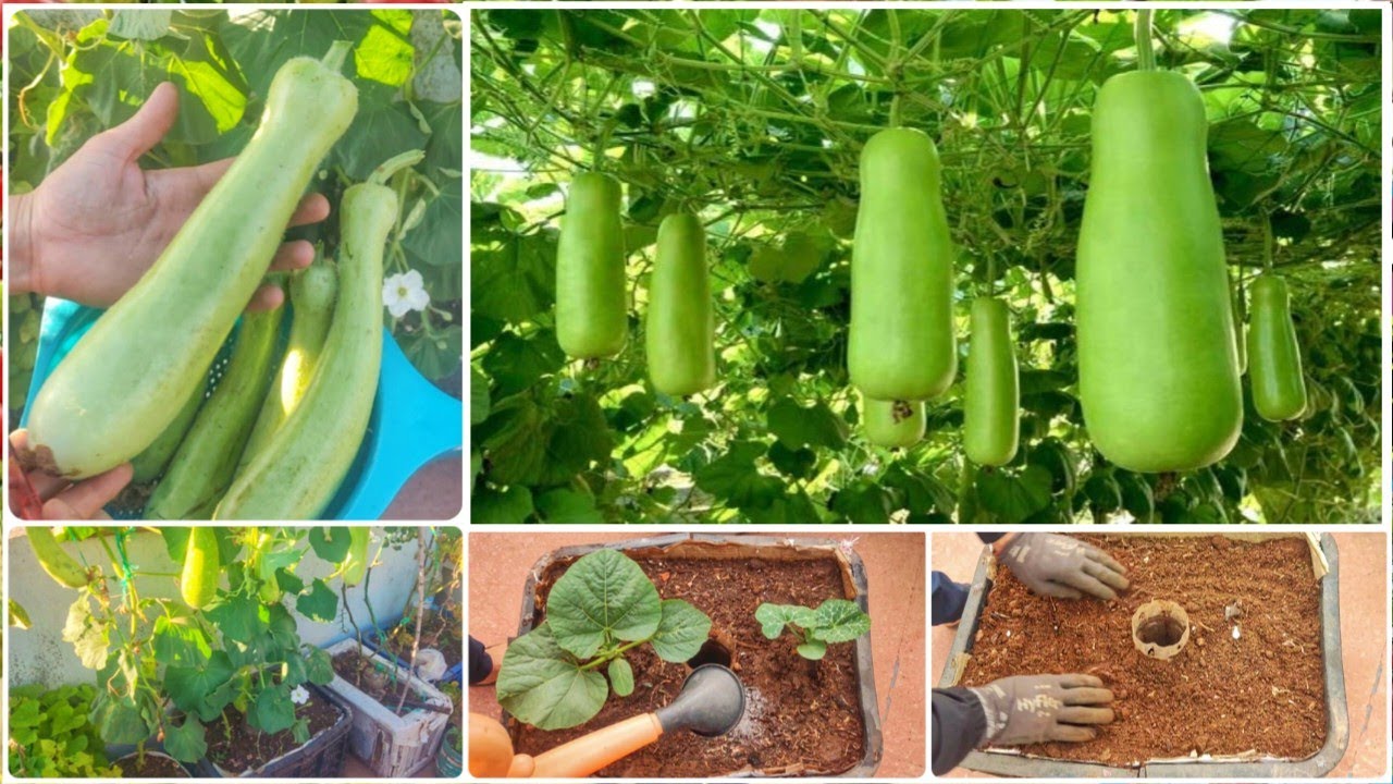 زراعة اليقطين والسلاوي🥒🌱 في المنزل2024 : حيلة عبقرية للتسميد تضاعف الإنتاج! (#دليل_شامل_للمبتدئين)