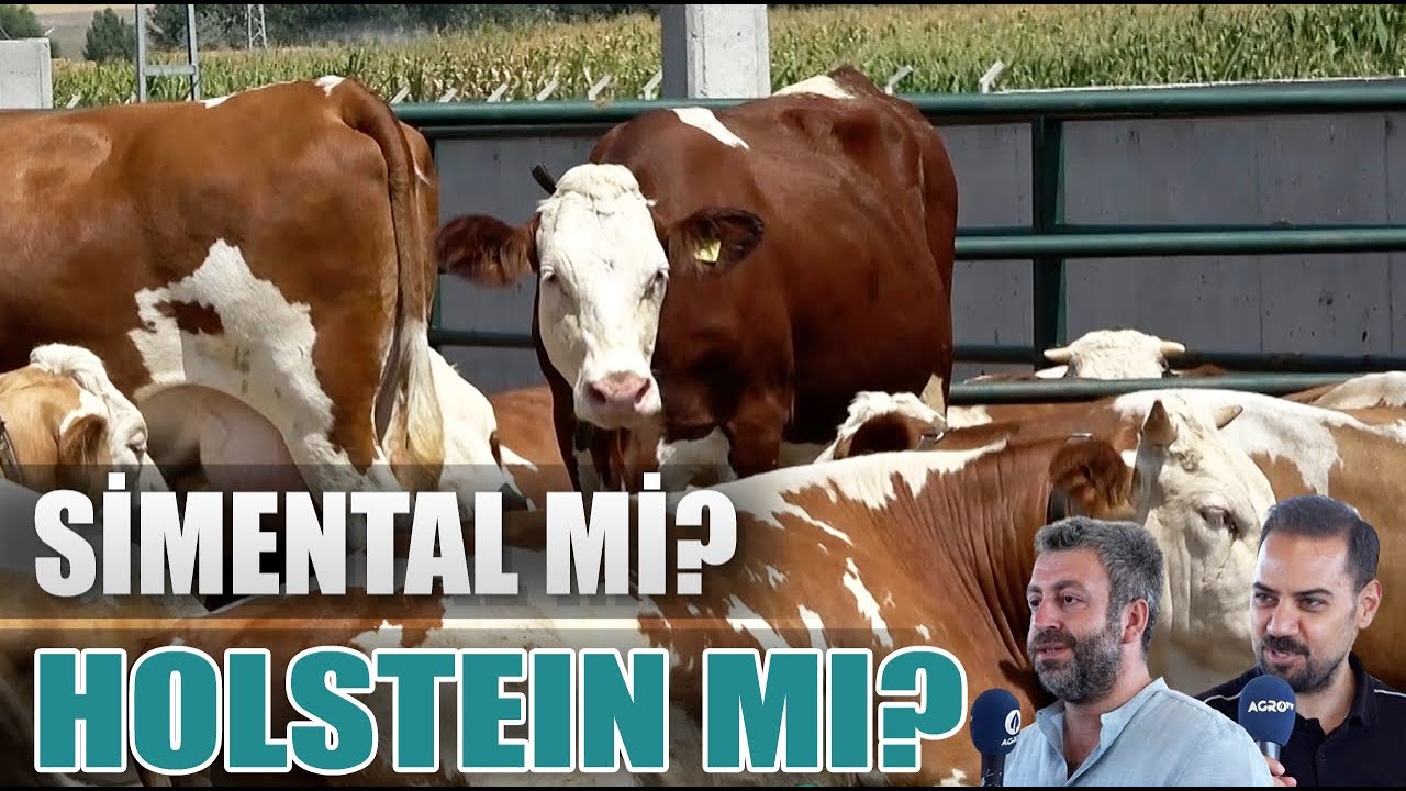 Simental Mi Holstein Mı Para Kazandırır? Türkiye'nin En İyi Hayvancıları Açıkladı! / Abi Nerdesin?