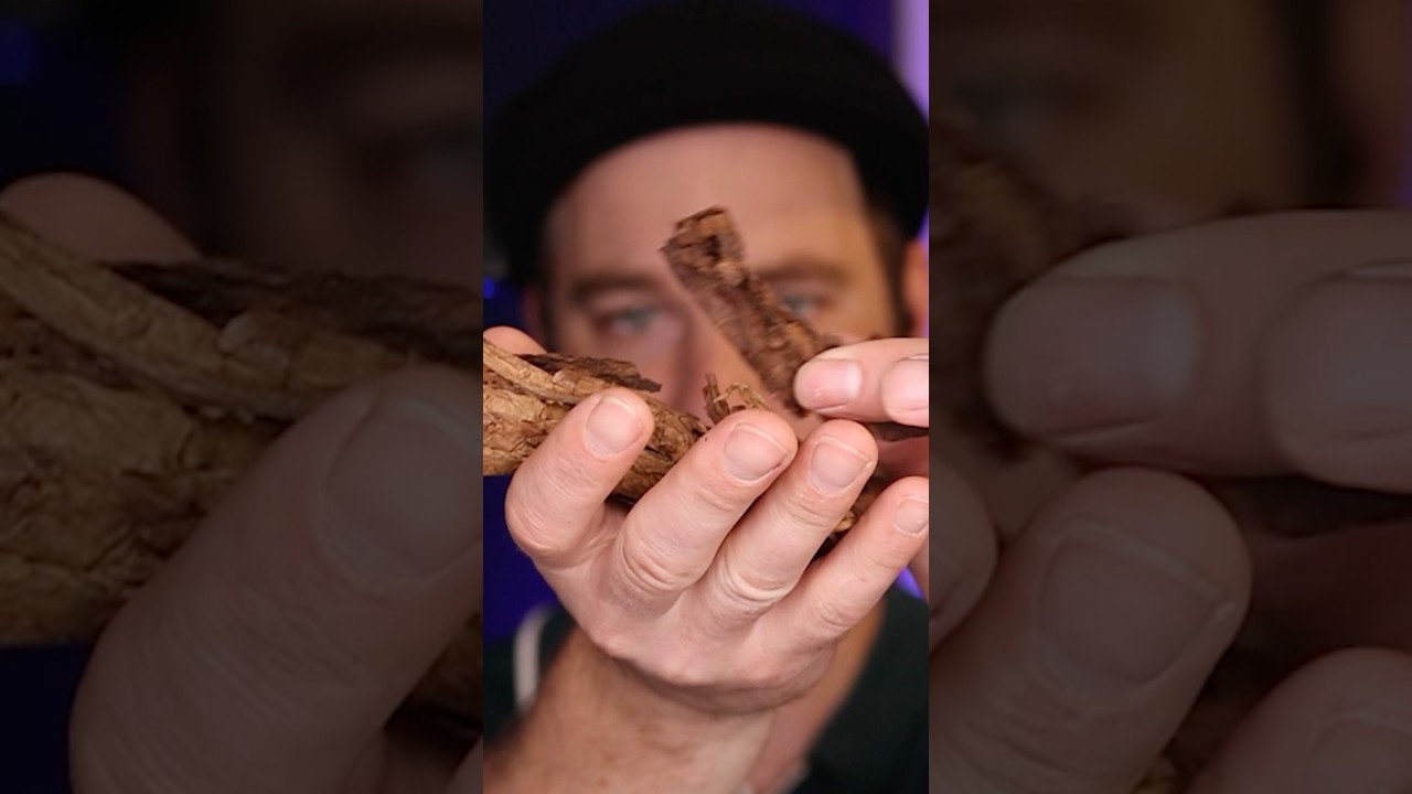 What Is Inside A Cigar?!? #ogtcigars #cigar101 #howtovideos #shorts