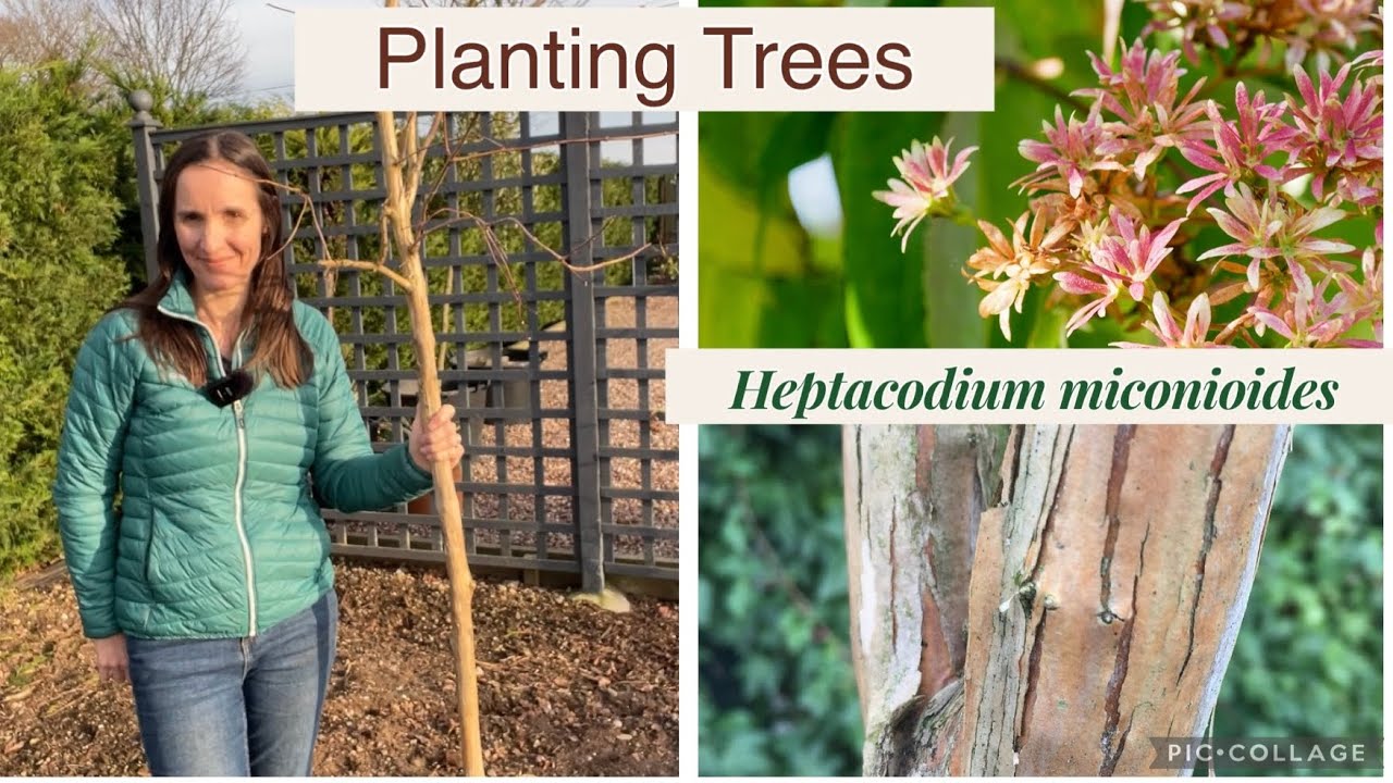 Planting a Seven Son Flower Tree