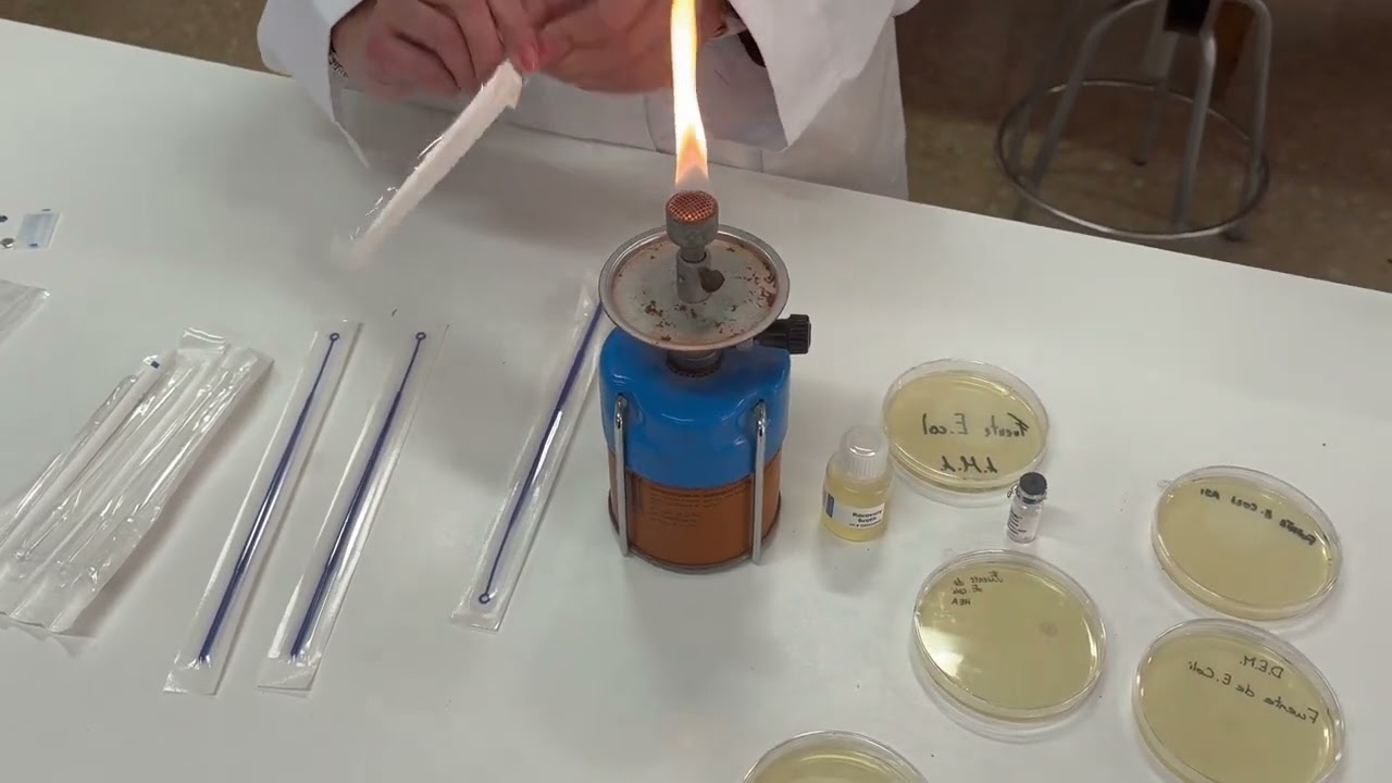 Transformación bacteriana de E. coli con pGal II