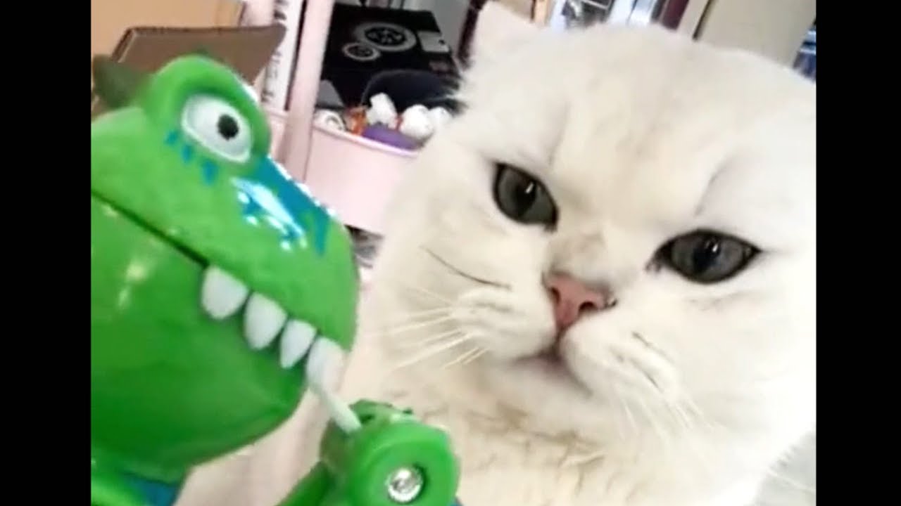Самые милые и забавные котята ноября 2025 года 😼 #кошки #котята