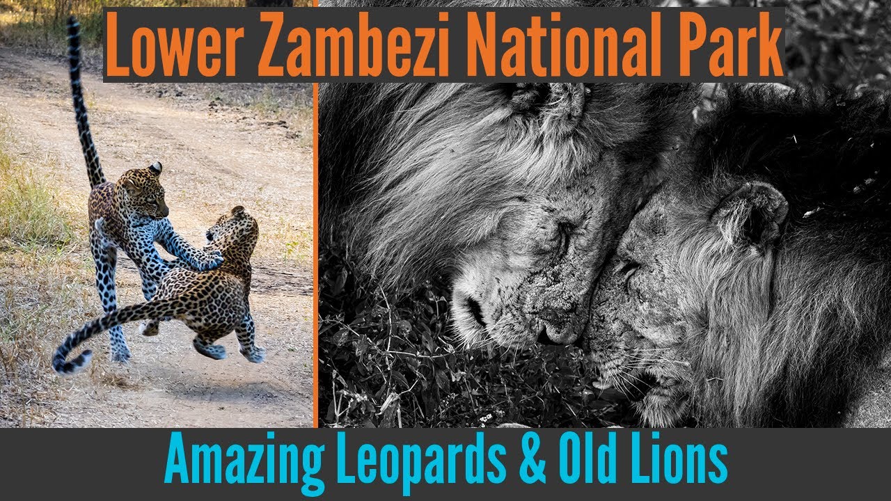 Young Leopards & Old Lions || African Safari Adventures - Episode 1 - Old Mondoro Camp, Zambia