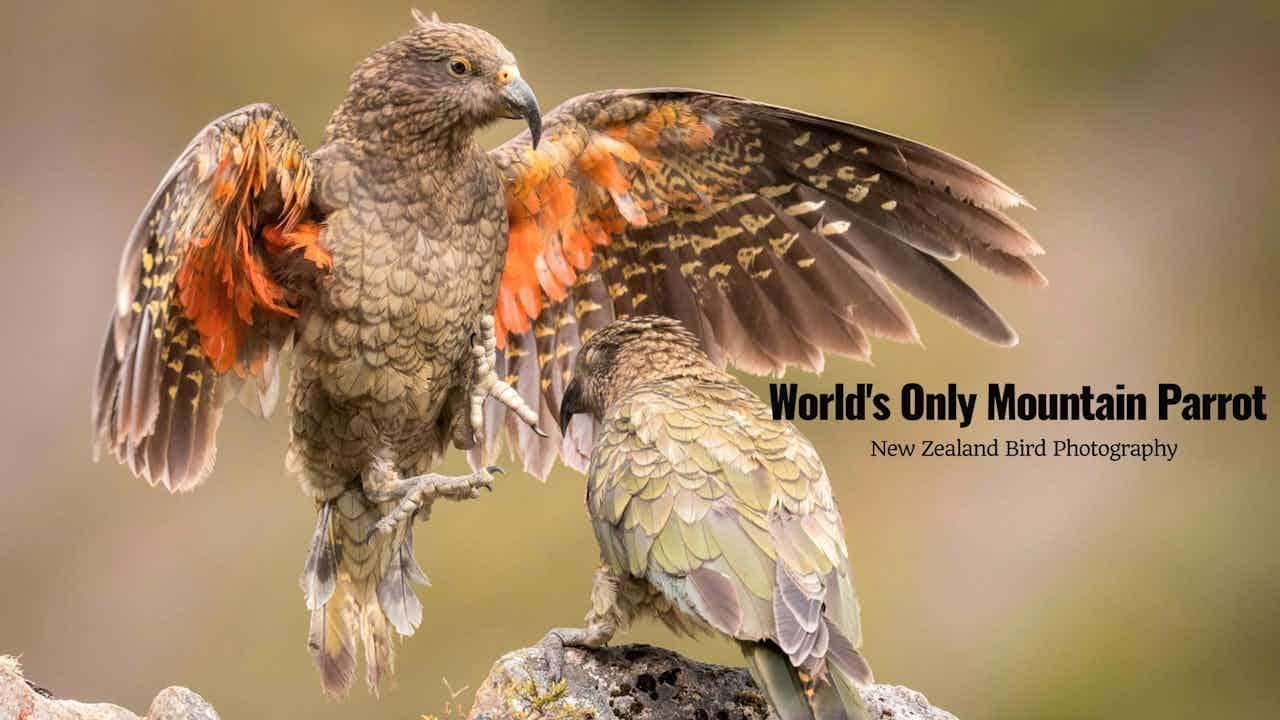 South Island Birding #birdphotography 