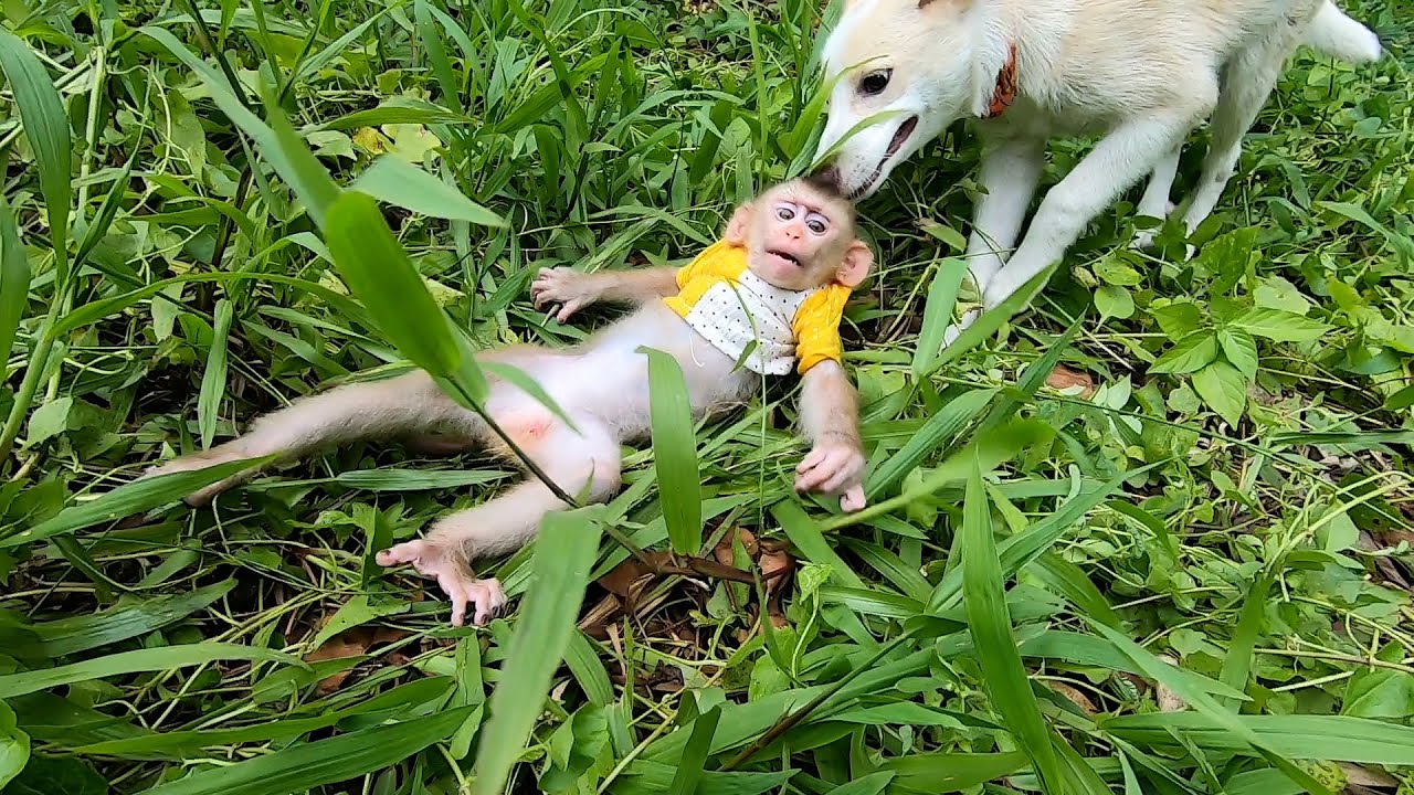 Dramatic Rescue Baby Monkey Bika Saved from Neighbor s Bullying!