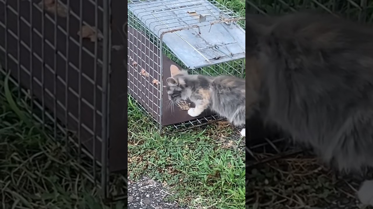 Trapping a hungry kitten TNR #kitten #tnr #shorts