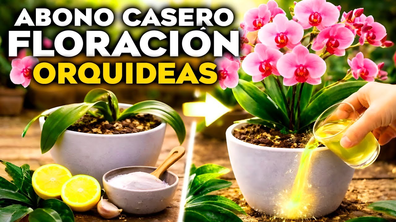 🌸 ABONO CASERO para ORQUÍDEAS | FLORACIÓN RÁPIDA y CUIDADOS FÁCILES