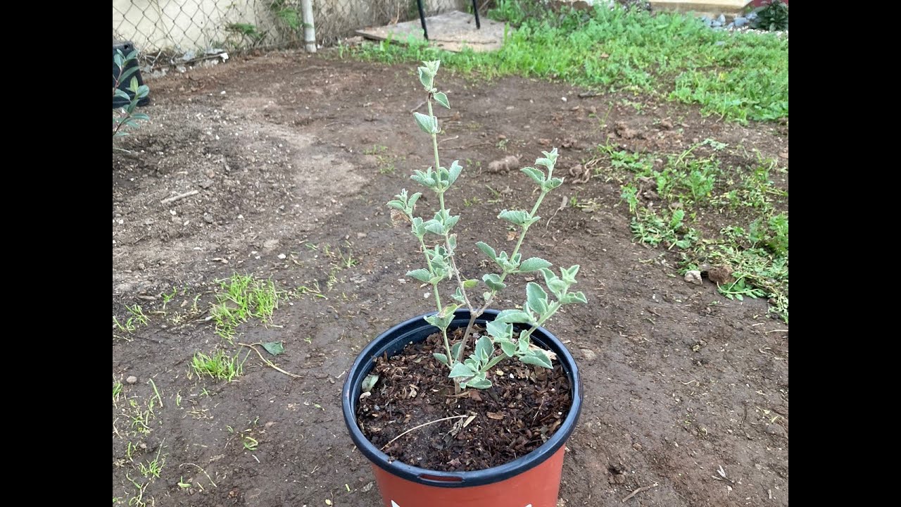 Native California Plants: Desert Lavender and Rose Sage