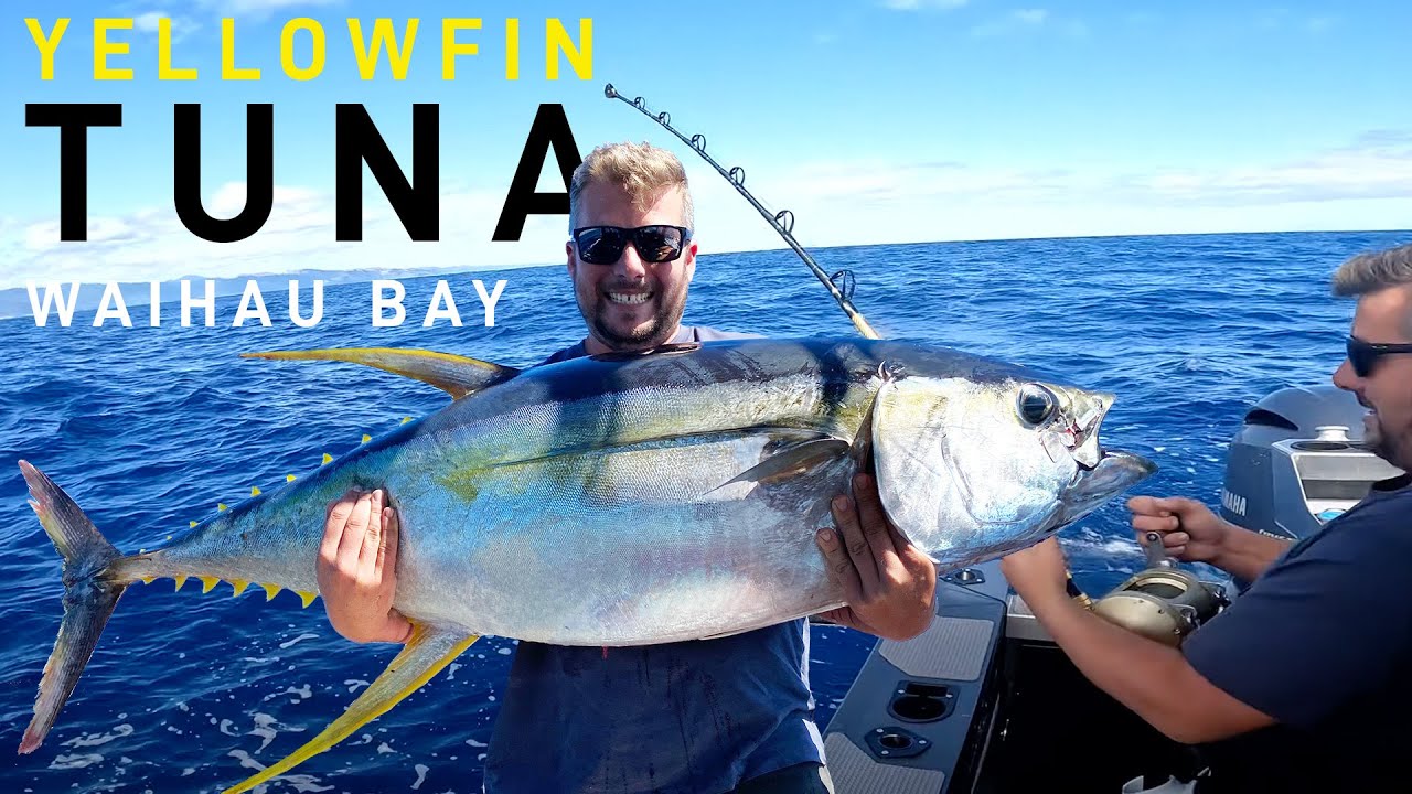 Massive Yellowfin Tuna - Waihau Bay, New Zealand