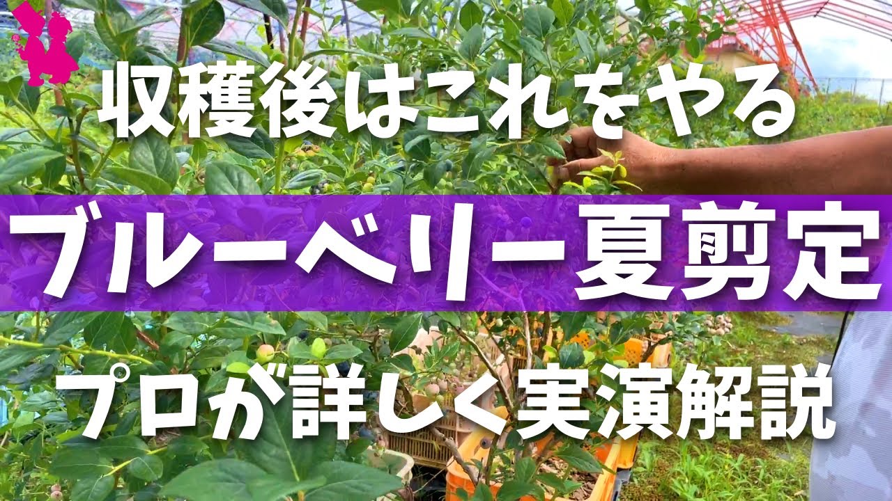 【絶対やって！】ブルーベリー収穫後の夏剪定をプロ農家に教えてもらう(ハイブッシュ系)