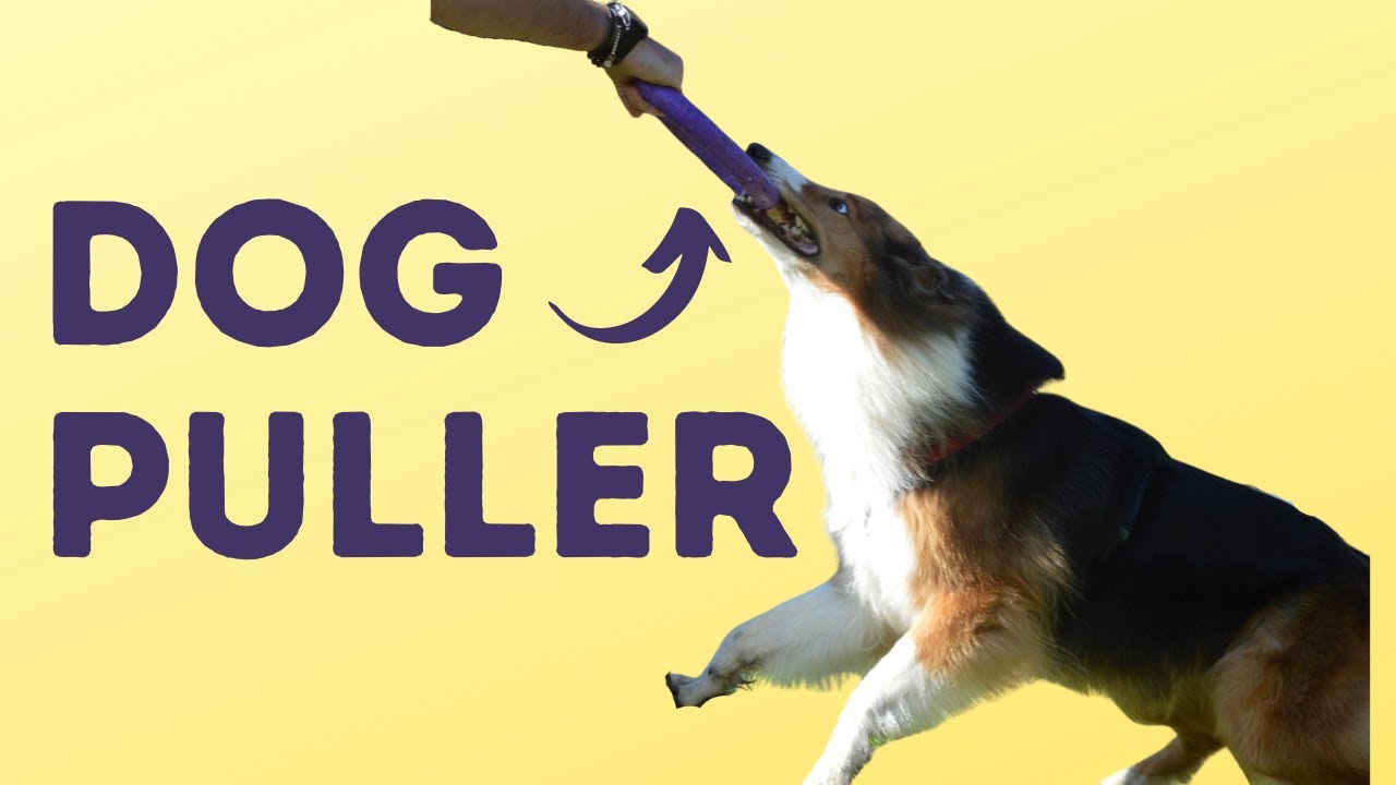 Dog Puller - Competizione, Predatorio, Collaborazione, in un unico gico, un sacco di divertimento!