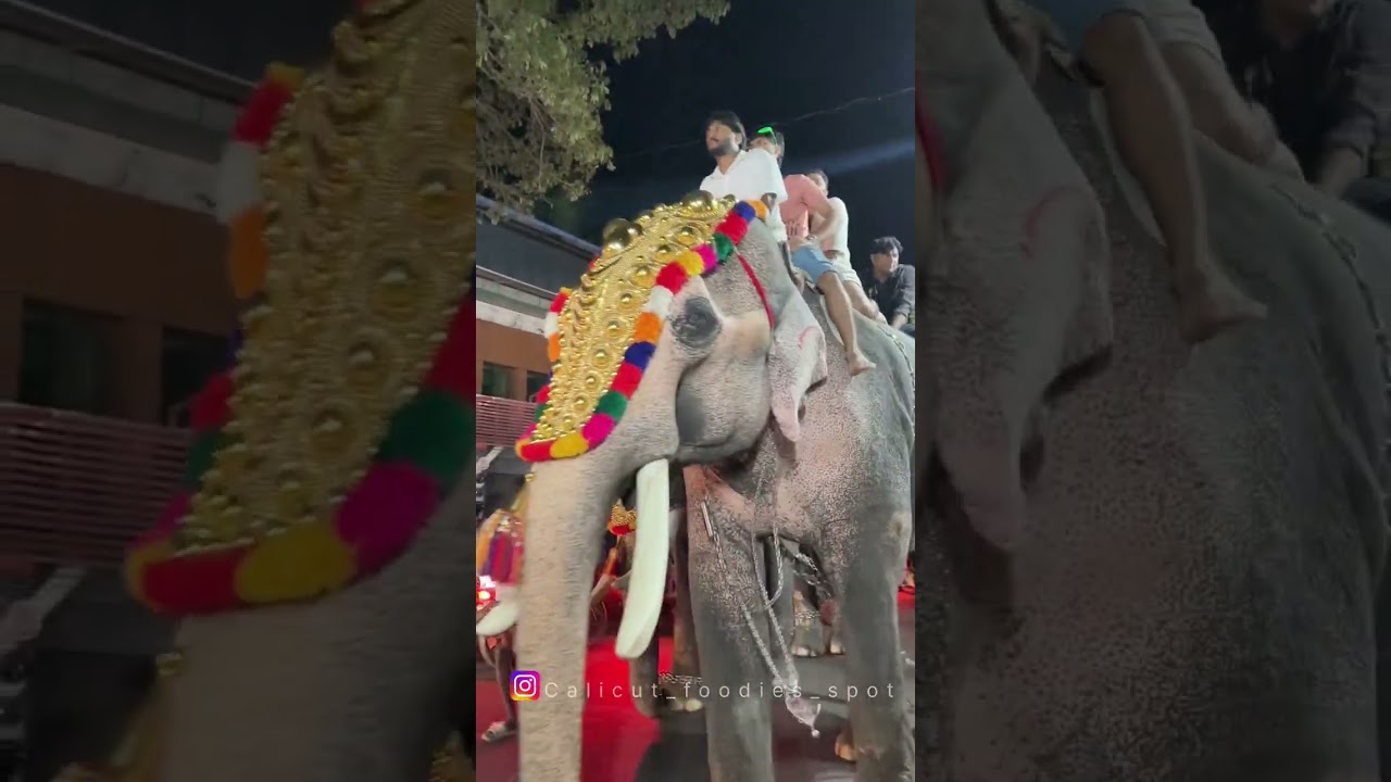 Tirur Puthiyangadi nercha 2025 #vlog #blog #blogger #tirur #nercha #tirur_news #kerala #festival