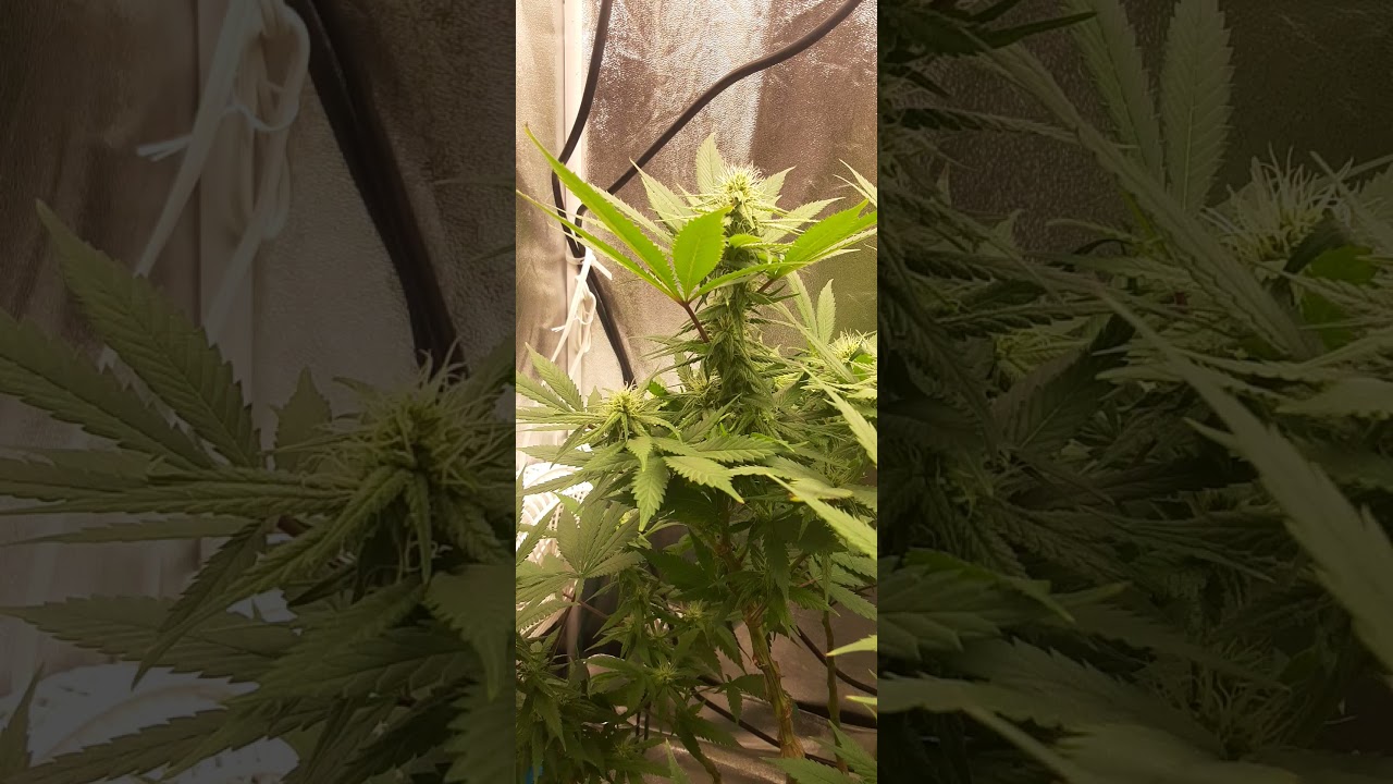 Jack Herer Feminized Photos from ilgm.com Day 21!