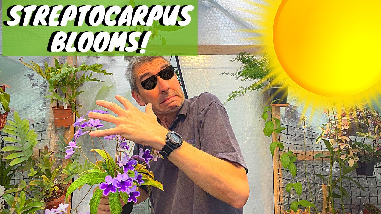 Streptocarpus Blooms in Mid Summer: Can They Take the Heat? (Part 1/2)