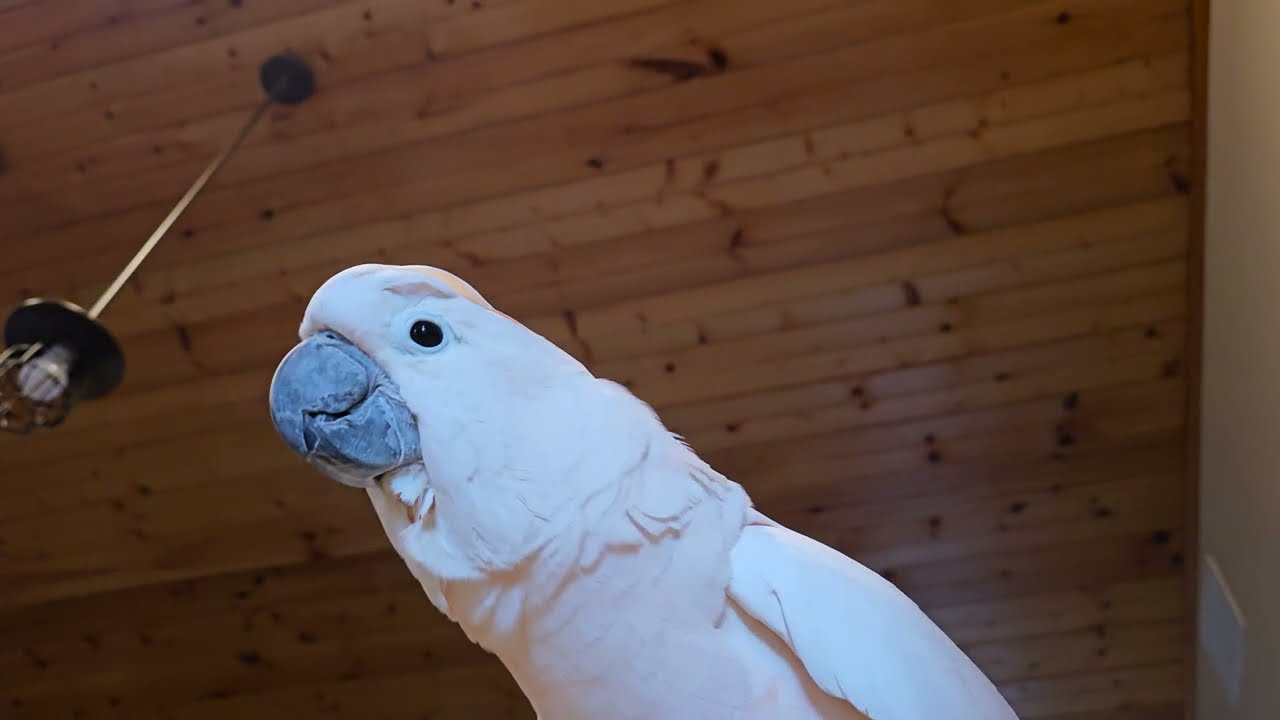 Can A Cockatoo Help With House Chores?