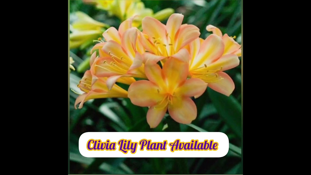 p#CliviaLily#CliviaPlant#CliviaLovers#CliviaBlooms#CliviaFlower#IndoorPlants#HousePlants#Flowerin