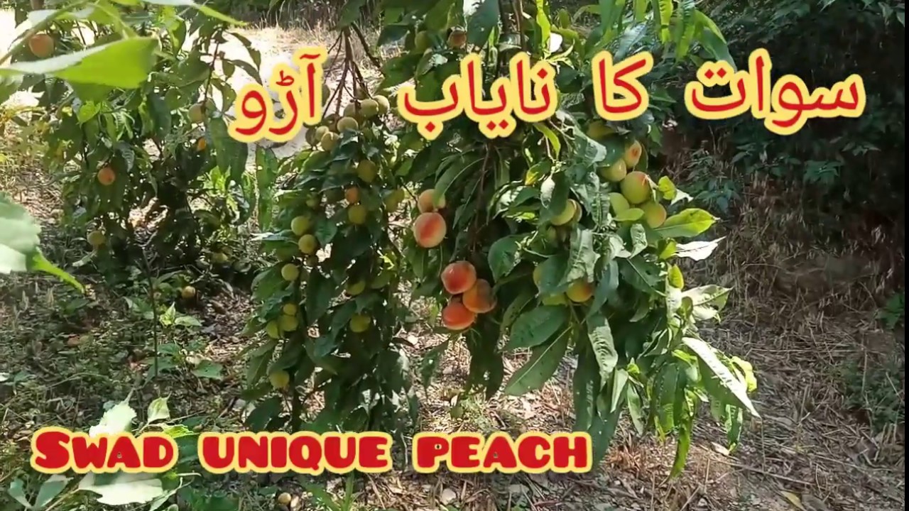 Peach of Pakistan I swat Best pach I peach varieties I peach benefits I juices I by Rnkhan