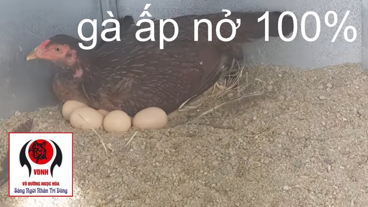 Cách để cho gà ấp nở 100 % mùa nắng nóng | Nguyễn Viết Hòa