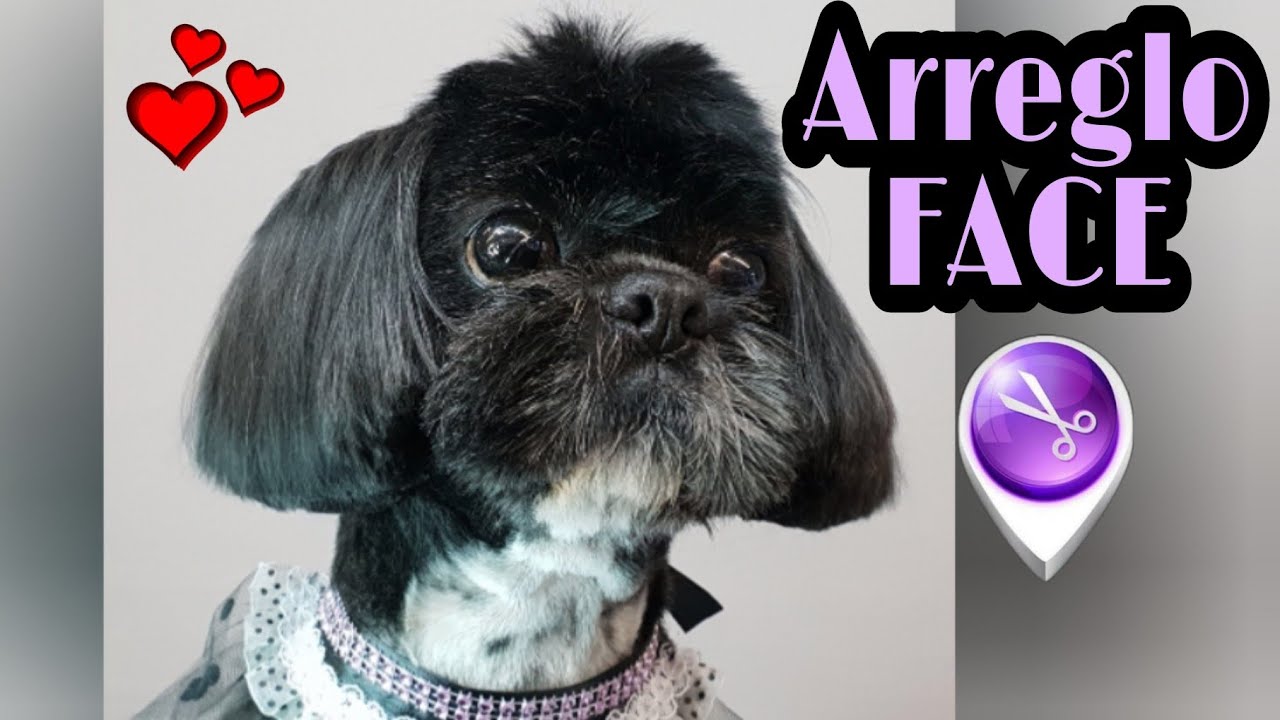 Asian Style. Como hacer una cara a un Shih Tzu paso a paso. Nuevos estilos