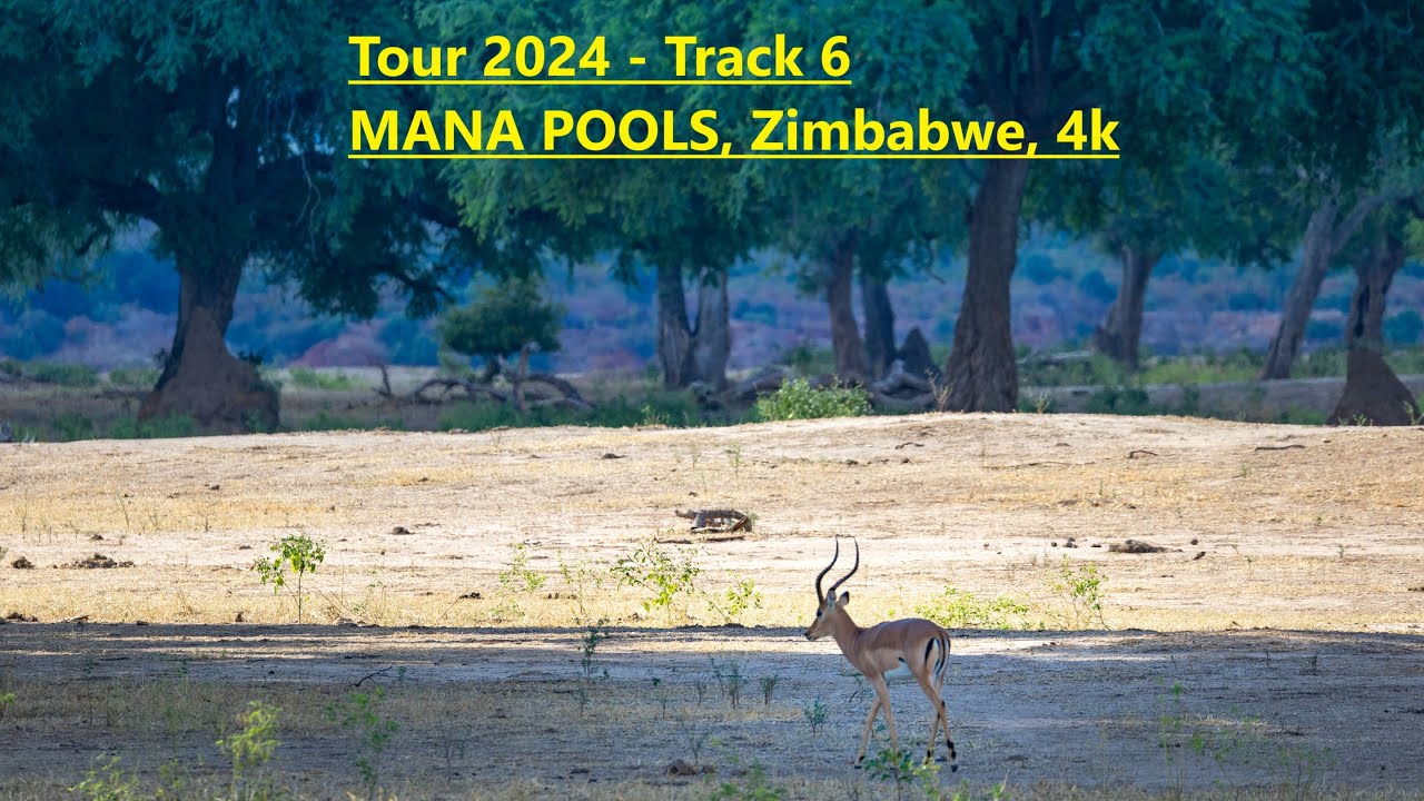 Tour 2024 - Track 6 - MANA POOLS, Zimbabwe 4k