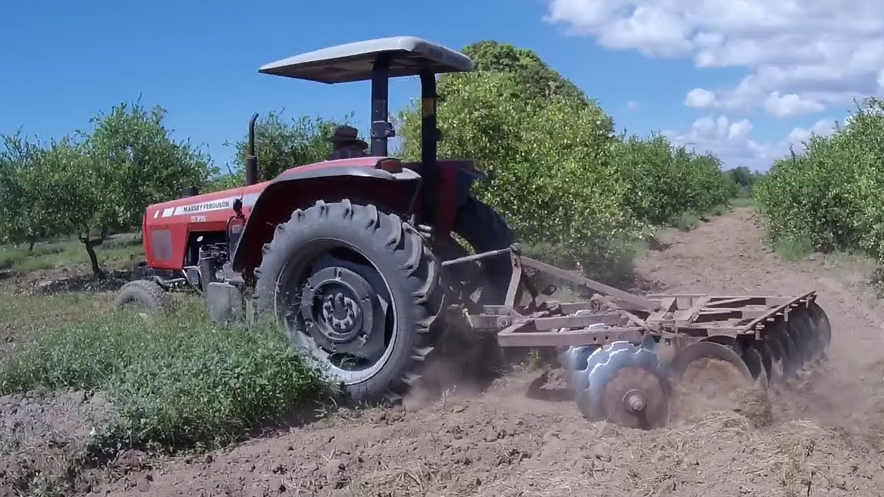 Tractor Massey Ferguson 575 rastreando huerta de limón mexicano